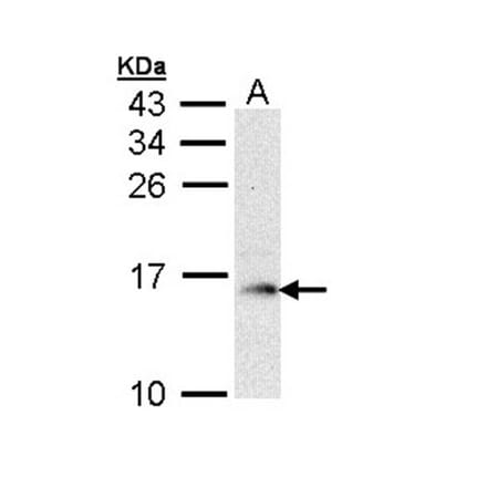 GMF-beta antibody from Signalway Antibody (22324) - Antibodies.com