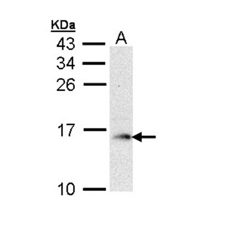 GMF-beta antibody from Signalway Antibody (22324) - Antibodies.com