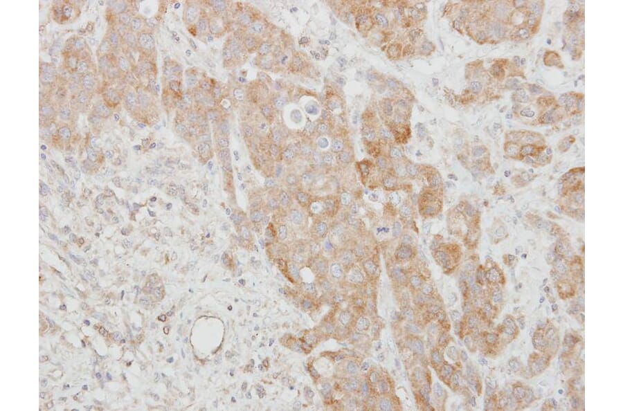 Immunohistochemistry - SERPINI2 antibody from Signalway Antibody (22380) - Antibodies.com