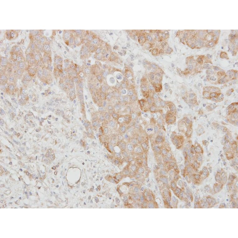 Immunohistochemistry - SERPINI2 antibody from Signalway Antibody (22380) - Antibodies.com