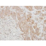 Immunohistochemistry - SERPINI2 antibody from Signalway Antibody (22380) - Antibodies.com