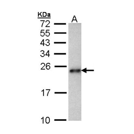 CRHSP-24 antibody from Signalway Antibody (22458) - Antibodies.com