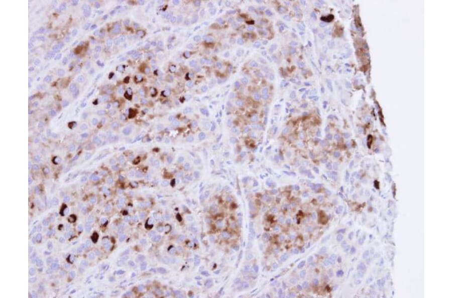 Immunohistochemistry - CRHSP-24 antibody from Signalway Antibody (22458) - Antibodies.com