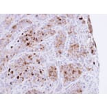 Immunohistochemistry - CRHSP-24 antibody from Signalway Antibody (22458) - Antibodies.com