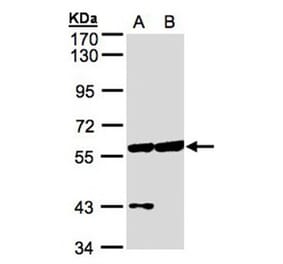 Copine-3 antibody from Signalway Antibody (22698) - Antibodies.com