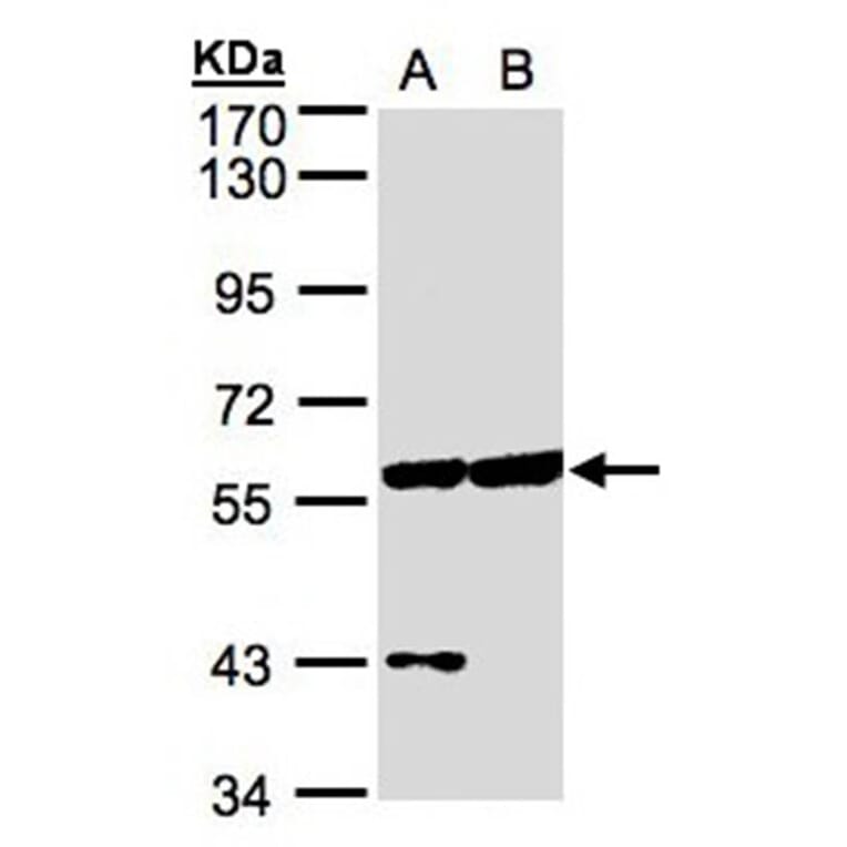 Copine-3 antibody from Signalway Antibody (22698) - Antibodies.com