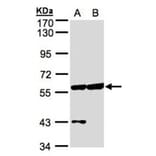 Copine-3 antibody from Signalway Antibody (22698) - Antibodies.com