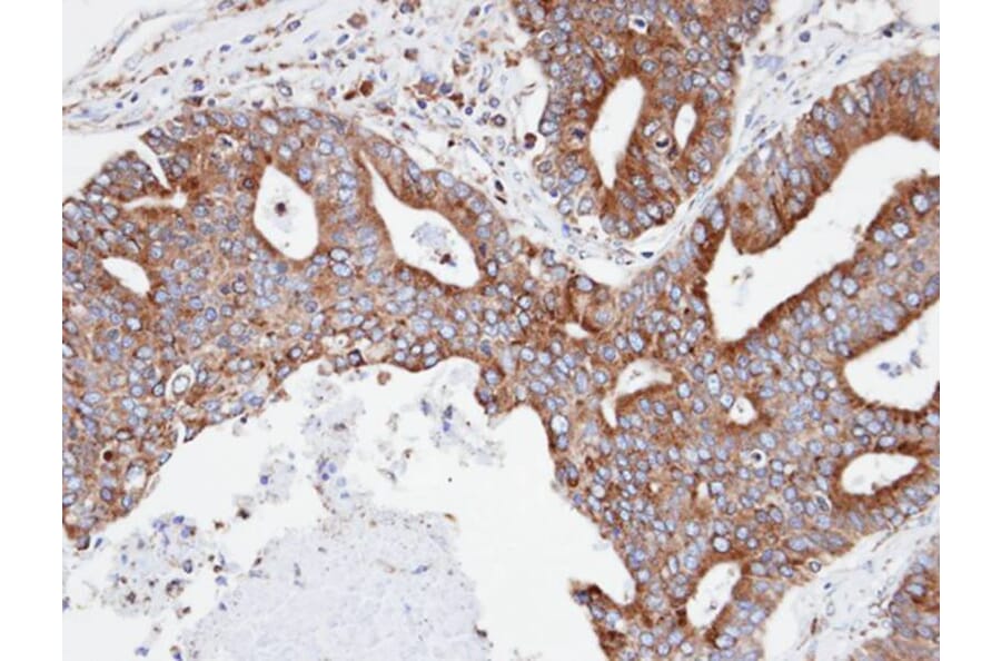 Immunohistochemistry - Copine-3 antibody from Signalway Antibody (22698) - Antibodies.com