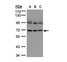Lamin B1 antibody from Signalway Antibody (23038) - Antibodies.com