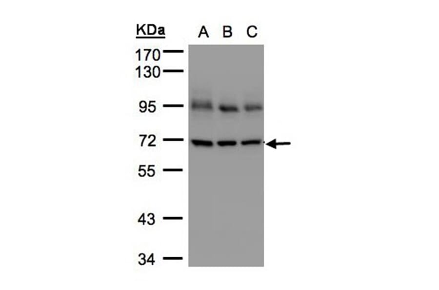 Lamin B1 antibody from Signalway Antibody (23038) - Antibodies.com