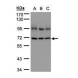 Lamin B1 antibody from Signalway Antibody (23038) - Antibodies.com