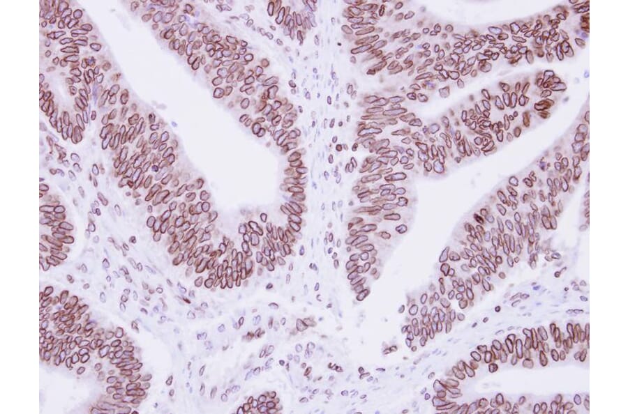 Immunohistochemistry - Lamin B1 antibody from Signalway Antibody (23038) - Antibodies.com