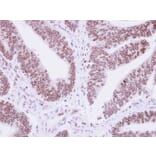 Immunohistochemistry - Lamin B1 antibody from Signalway Antibody (23038) - Antibodies.com