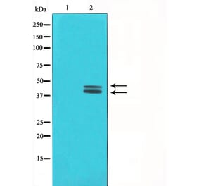 Western blot - ERK1/2 Antibody from Signalway Antibody (29162) - Antibodies.com