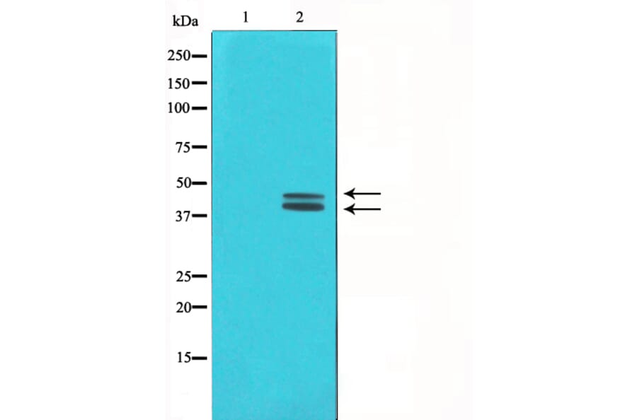 Western blot - ERK1/2 Antibody from Signalway Antibody (29162) - Antibodies.com