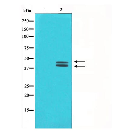 Western blot - ERK1/2 Antibody from Signalway Antibody (29162) - Antibodies.com