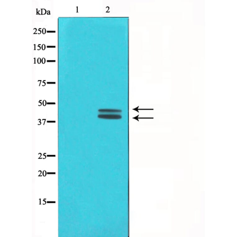 Western blot - ERK1/2 Antibody from Signalway Antibody (29162) - Antibodies.com
