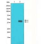 Western blot - ERK1/2 Antibody from Signalway Antibody (29162) - Antibodies.com