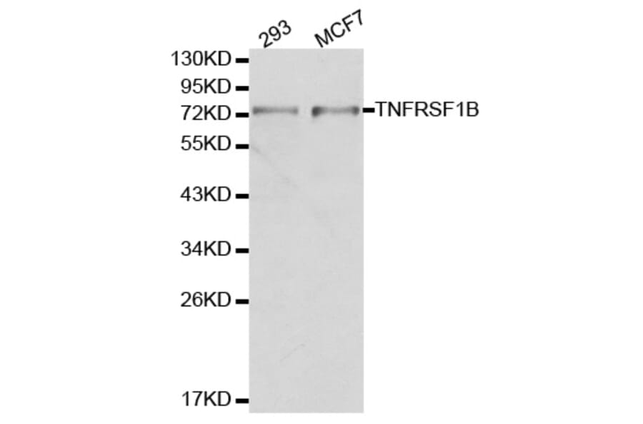 Western blot - TNFRSF1B Antibody from Signalway Antibody (32155) - Antibodies.com