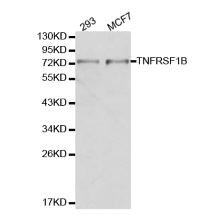 Western blot - TNFRSF1B Antibody from Signalway Antibody (32155) - Antibodies.com