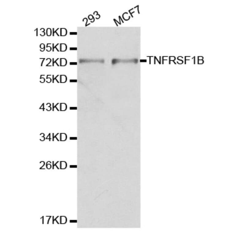 Western blot - TNFRSF1B Antibody from Signalway Antibody (32155) - Antibodies.com