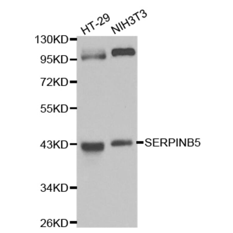 Western blot - SERPINB5 Antibody from Signalway Antibody (32208) - Antibodies.com