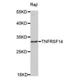 Western blot - TNFRSF14 Antibody from Signalway Antibody (32526) - Antibodies.com