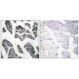 Immunohistochemistry - Actin-γ2 Antibody from Signalway Antibody (33320) - Antibodies.com