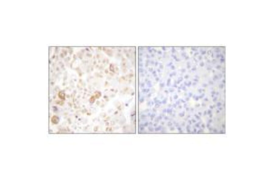Immunohistochemistry - Cyclin F Antibody from Signalway Antibody (33352) - Antibodies.com