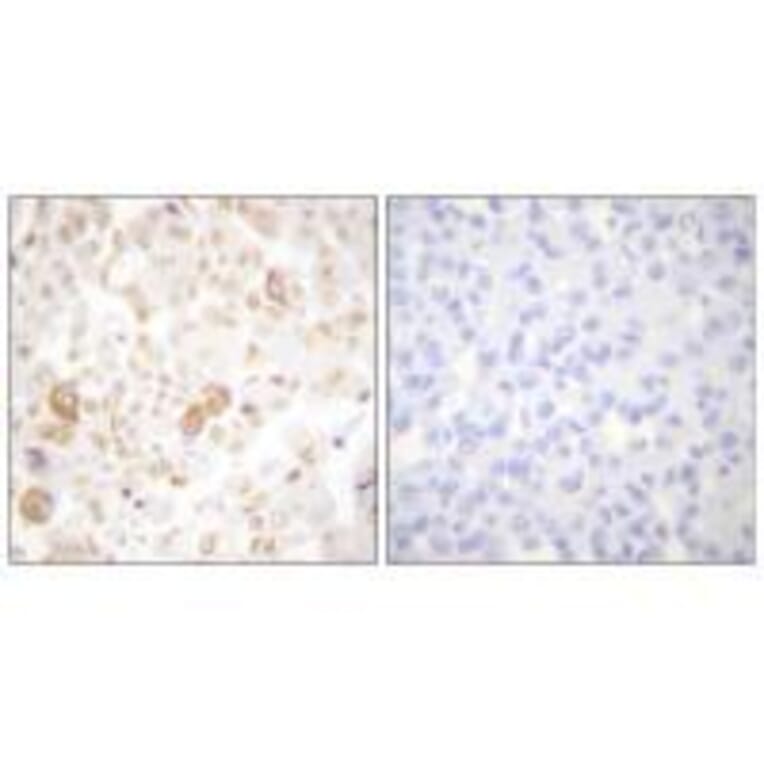 Immunohistochemistry - Cyclin F Antibody from Signalway Antibody (33352) - Antibodies.com