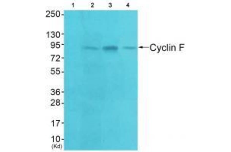 Western blot - Cyclin F Antibody from Signalway Antibody (33352) - Antibodies.com