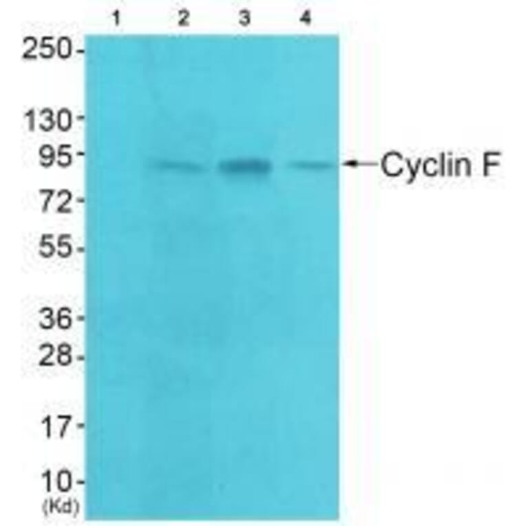 Western blot - Cyclin F Antibody from Signalway Antibody (33352) - Antibodies.com