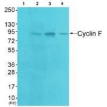 Western blot - Cyclin F Antibody from Signalway Antibody (33352) - Antibodies.com