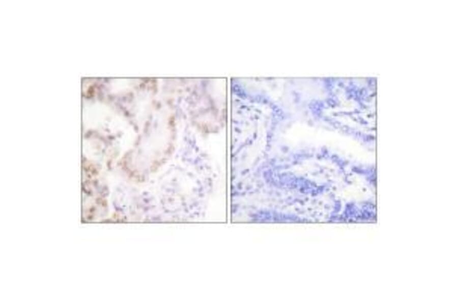 Immunohistochemistry - Cyclin G Antibody from Signalway Antibody (33353) - Antibodies.com