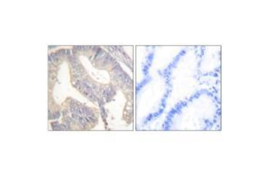 Immunohistochemistry - Gastrin Antibody from Signalway Antibody (33384) - Antibodies.com