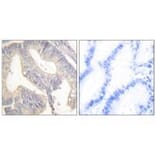 Immunohistochemistry - Gastrin Antibody from Signalway Antibody (33384) - Antibodies.com