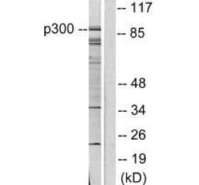 Western blot - P300/CBP Antibody from Signalway Antibody (33460) - Antibodies.com