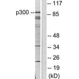 Western blot - P300/CBP Antibody from Signalway Antibody (33460) - Antibodies.com
