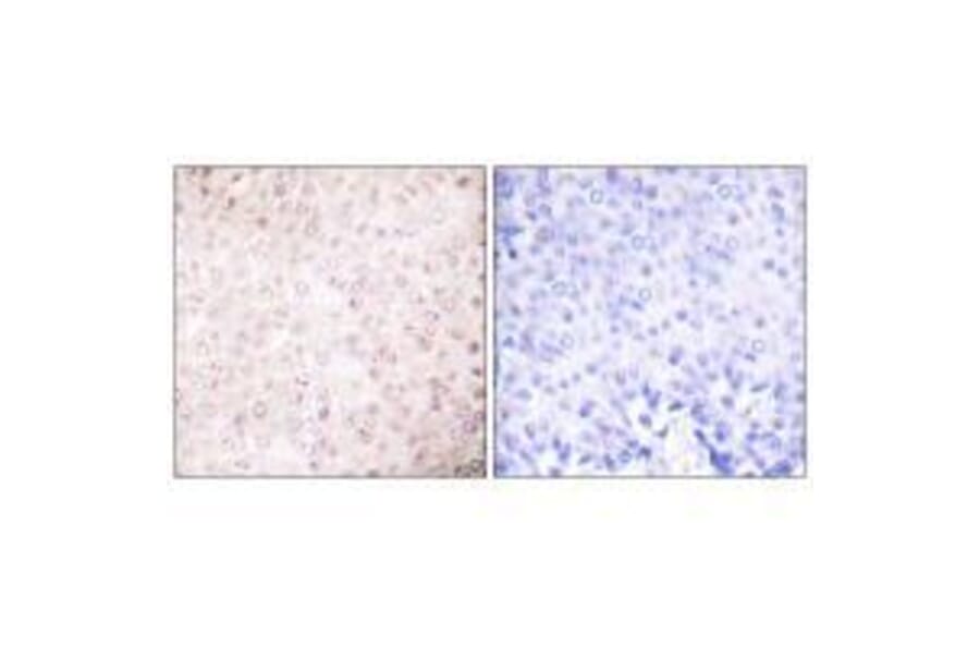 Immunohistochemistry - P300/CBP Antibody from Signalway Antibody (33460) - Antibodies.com