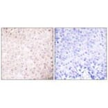 Immunohistochemistry - P300/CBP Antibody from Signalway Antibody (33460) - Antibodies.com