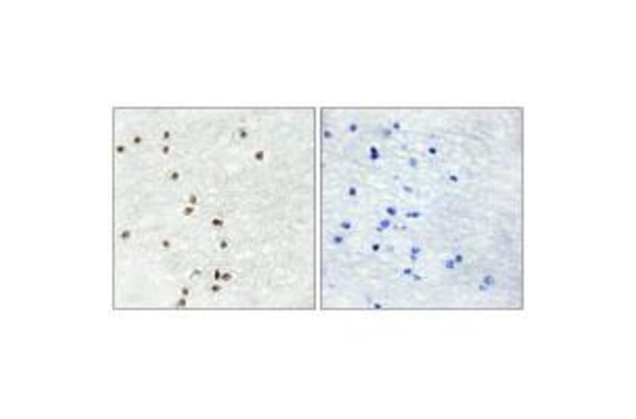 Immunohistochemistry - ZIC1/2/3 Antibody from Signalway Antibody (33598) - Antibodies.com