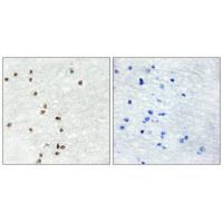 Immunohistochemistry - ZIC1/2/3 Antibody from Signalway Antibody (33598) - Antibodies.com