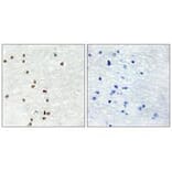 Immunohistochemistry - ZIC1/2/3 Antibody from Signalway Antibody (33598) - Antibodies.com