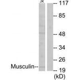 Western blot - Musculin Antibody from Signalway Antibody (33603) - Antibodies.com