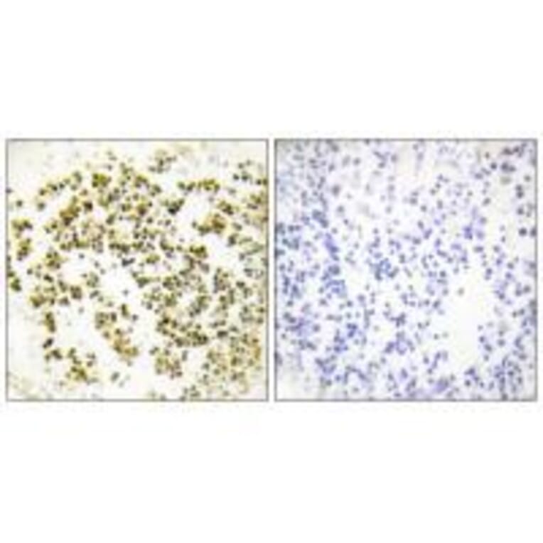 Immunohistochemistry - Musculin Antibody from Signalway Antibody (33603) - Antibodies.com