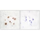 Immunohistochemistry - CaMK1-β Antibody from Signalway Antibody (33936) - Antibodies.com