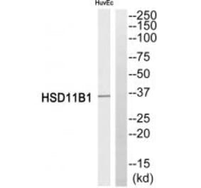 Western blot - HSD11B1 Antibody from Signalway Antibody (34623) - Antibodies.com