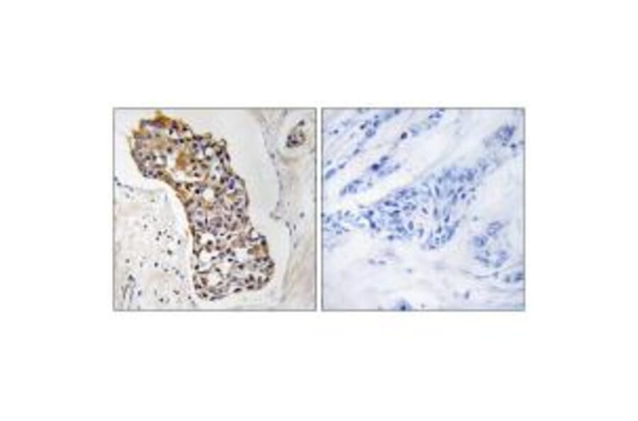 Immunohistochemistry - HSD11B1 Antibody from Signalway Antibody (34623) - Antibodies.com