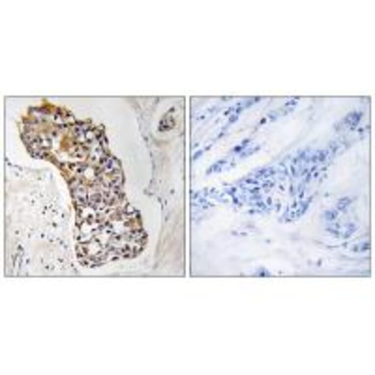 Immunohistochemistry - HSD11B1 Antibody from Signalway Antibody (34623) - Antibodies.com