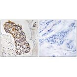 Immunohistochemistry - HSD11B1 Antibody from Signalway Antibody (34623) - Antibodies.com
